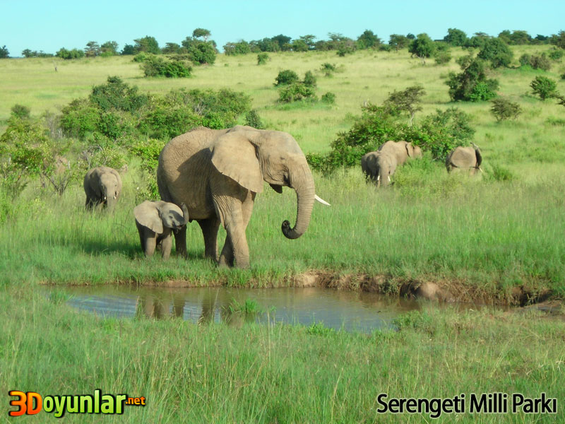 Serengeti Milli Park